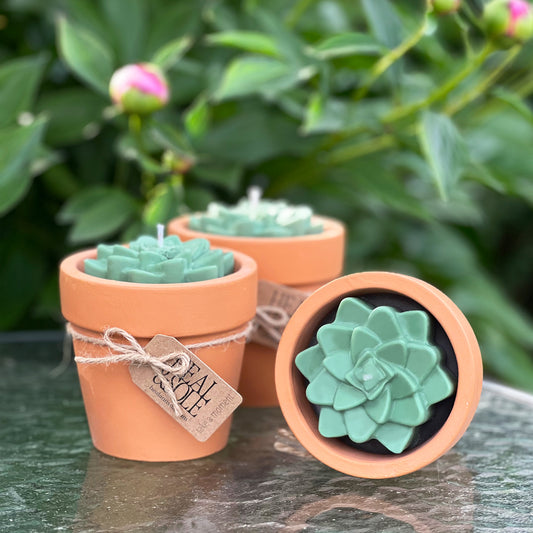 Cactus Candle in Terracotta Flowerpot